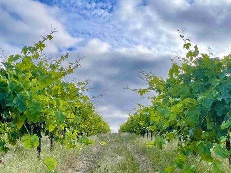 Ben Cane | Vineyard Update 2023