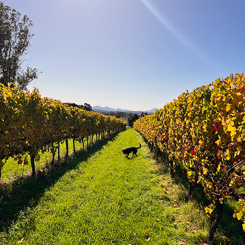 Duke's Vineyard