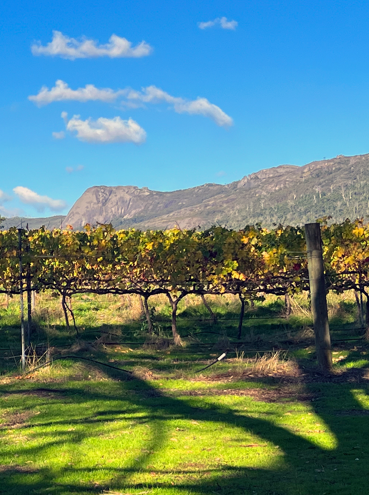 Vineyard Duke s Vineyard Vineyard duke s vineyard